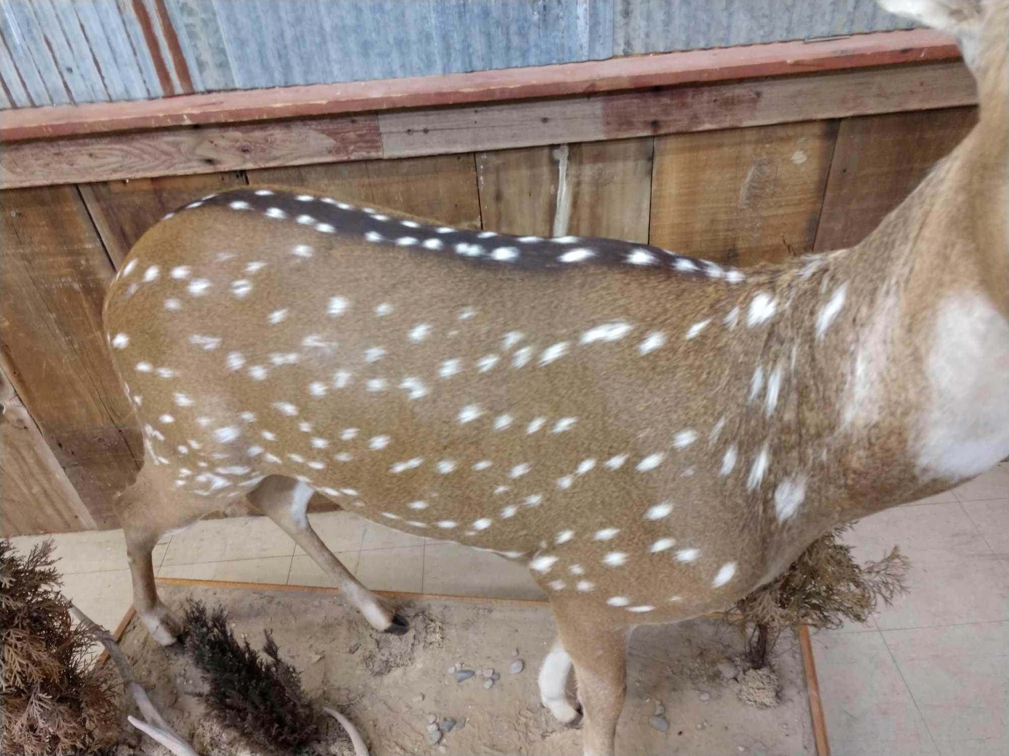 At Auction: Beautiful, NEW, Axis deer hide/skin, 40 inches long X