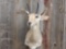 Mountain Reedbuck Shoulder Mount