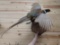 Ring Neck Pheasant In Flight