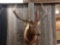 6x4 Elk Shoulder Mount