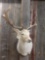 Nice White Fallow Deer Shoulder Mount