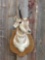 Pronghorn Antelope Shoulder Mount