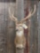 Nice Axis Deer Shoulder Mount In Velvet