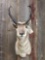 Pronghorn Antelope Shoulder Mount