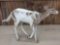 Unusual Piebald Whitetail Button Buck Full Body Mount