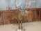 5x5 Whitetail Full Body Mount CRAZY Browtines