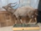 African Nyala Full Body Mount