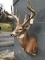 Main Frame 4x5 Whitetail Shoulder Taxidermy Mount