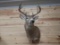 5x5 Typical Shoulder Mount Whitetail