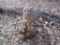 Full Body Mount Red Fox On Driftwood