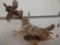 Full Body Taxidermy Coyote Chasing Ruffed Grouse