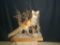 Full Body Red fox Taxidermy Mount