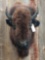American Bison Buffalo Shoulder Mount