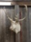 Shoulder Mount Caribou