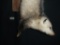 Opossum Hanging By Tail Mount