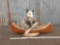 Full Body Mount Juvenile Opossum In A Canoe