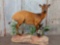 Full body mount African Red Duiker