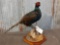 Full body mount Pheasant