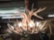 Beautiful Whitetail Antler Chandelier