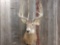 Main frame 5x5 Whitetail Shoulder Mount