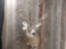 4x4 Shoulder Mount Whitetail