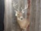 4x5 Shoulder Mount Whitetail