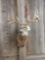 Whitetail Shoulder Mount Detachable Antler