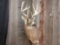 5x5 Whitetail Shoulder Mount