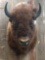 BIG shoulder Mount American Bison Buffalo Herd Bull