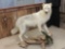 Full Body Taxidermy Mount Arctic Wolf