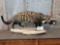 African Genet Cat Full Body Mount