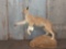 African Caracal Cat Full Body Mount