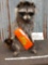 Full Body Mount Raccoon Eating Candy