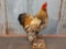 Full Body Mount Speckled Brahma Rooster Chicken