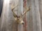 Vintage main Frame 6x5 Whitetail Shoulder Mount