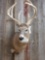 4x4 Whitetail Shoulder Mount