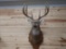 150 Class 4x5 Whitetail Shoulder Mount