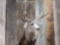 3x3 Mule Deer Taxidermy Mount