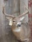 5x5 Whitetail Shoulder Mount