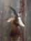 Nice African Blesbok Shoulder Mount