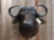 African Cape Buffalo Shoulder Mount