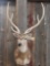 Axis Deer Shoulder Mount