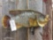 African Yellow Bellied Breem or Nembwe Real Skin Fish Mount