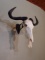 African Blue Wildebeest Euro Mount Skull On Adjustable Hanger