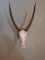 African Waterbuck Euro Mount Skull On Adjustable Bracket