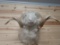 Shoulder Mount Barbarossa Sheep Taxidermy