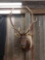 5x4 Elk Shoulder Mount