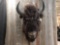 Big Herd Bull American Bison ) Buffalo Shoulder Mount