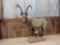 Full Body Mount Ibex