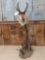 Pedestal Mount Antelope
